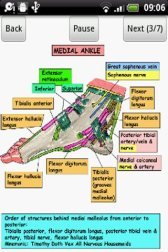 download Anatomy of the Ankle Joint apk